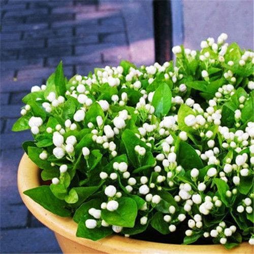 Jasmine seeds are easy to grow in all seasons, indoor balcony flower pots, perennial flowering seeds