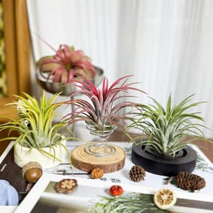 Refill Plant Air Plant Medusa Red Elf Green Elf Yellow Elf Fox Tail Flower Roll Old Man's Beard