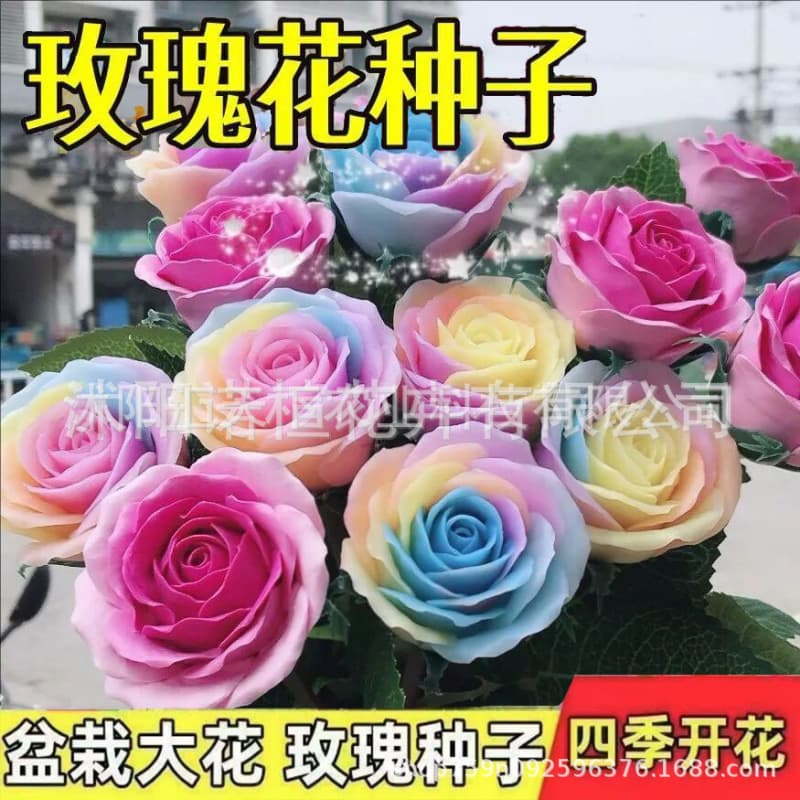 Red rose seeds, green plant potted flowers, flower seeds, potted ground plants, four-season seeds, rose seeds, 200 capsules