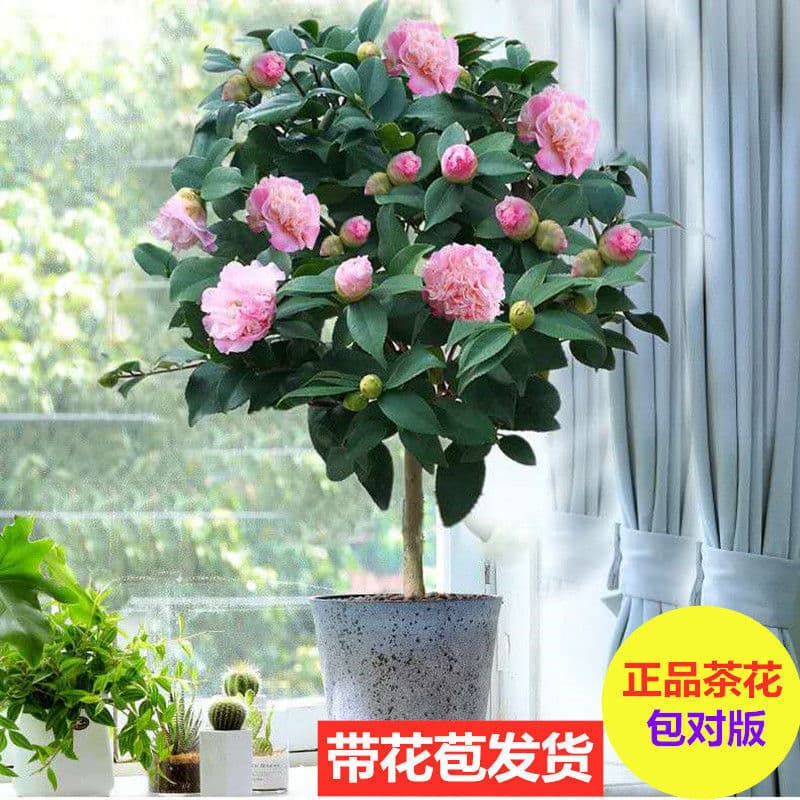 Camellia Potted Plant - Five-Color Red with Buds Year-Round Camellia Saplings Xiangfei Camellia Indoor and Outdoor Flowers and Green Plants