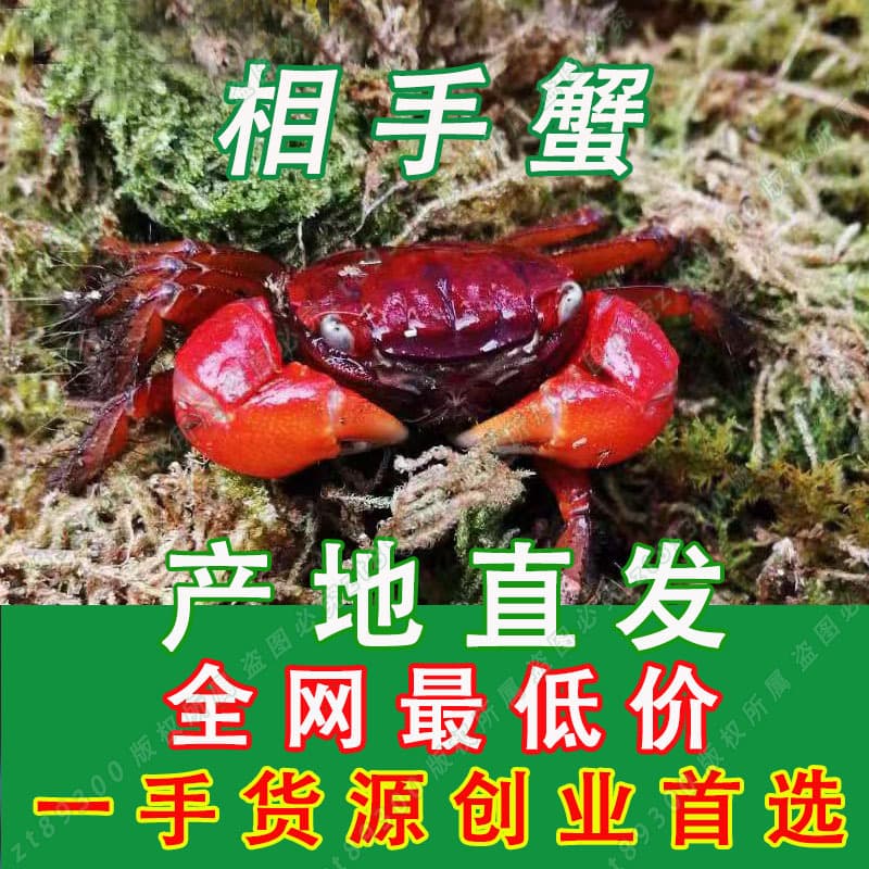 Ornamental Crab, Live Crabs, Pet Crab Special Tank, Freshwater Small Crabs, Mini Chili Crab, Red Claw Fiddler Crab