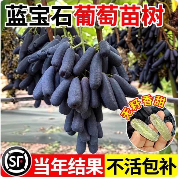 Grapevine shoots, Sunshine Rose, Sapphire, potted Shine Muscat, climbing vines, suitable for both southern and northern climates, Kyoho seedless grape seedlings