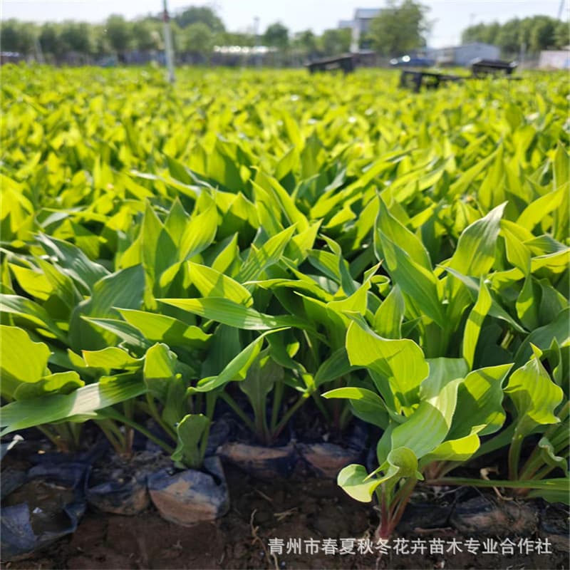 Purple Hosta seedlings are available in large quantities in Qingzhou, Shandong Province. Varieties include purple hosta, large-leaved hosta, white hosta, and golden-edged hosta.