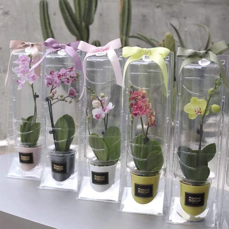 Phalaenopsis orchid flower packaging box, transparent gift box outer shell, empty box, blister box