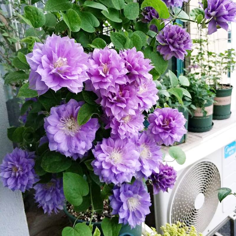 Drop Shipping Large Double-Petal Clematis Seedlings Climbing Plants for Balcony Indoor Four-Season Flowering Potted Plants Garden