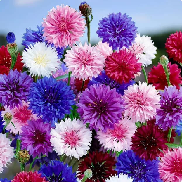 Cornflower seeds, four-season easy-to-live flower seeds, cold-resistant blue hibiscus seeds, courtyard outdoor flower seeds