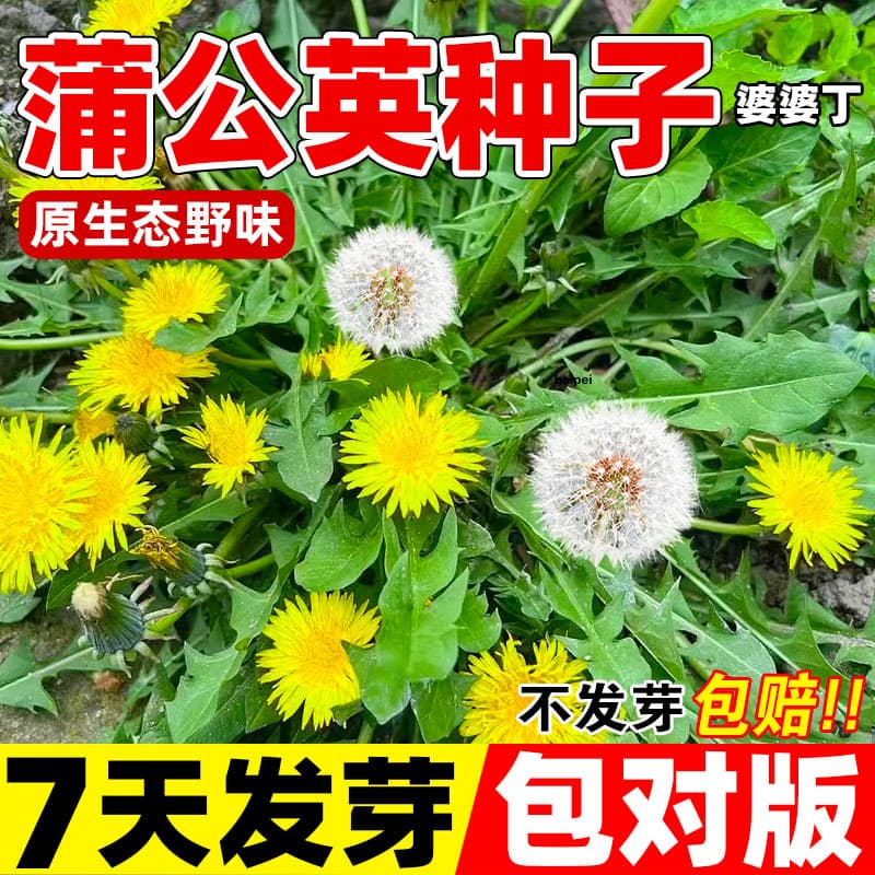 Dandelion seeds for all-season sowing, wild edible dandelion seeds, easy to grow in pots on the balcony