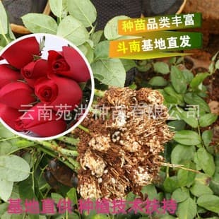 Fresh flower seedlings from Yunnan base, Four Seasons Corolla large-cut red rose seedlings, rose potted flowers