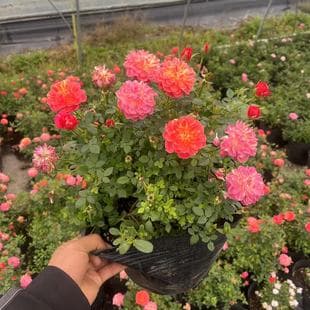 Hide and Seek Rose Seedling Peek-a-Boo Pot Balcony Rose Four Seasons Blooming Mini Rose Miniature Multi-Head Flower