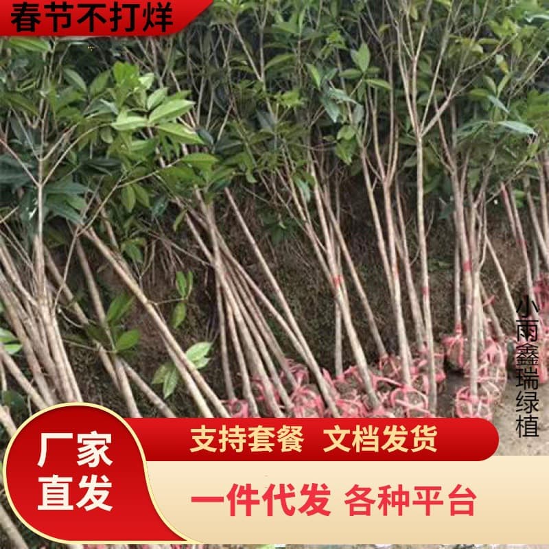 Drop Shipping Osmanthus Tree Sapling Large Tree Courtyard Ground Planting Golden Osmanthus Native High Trunk Strong Fragrance Flower Four-Season Blooming Laurel