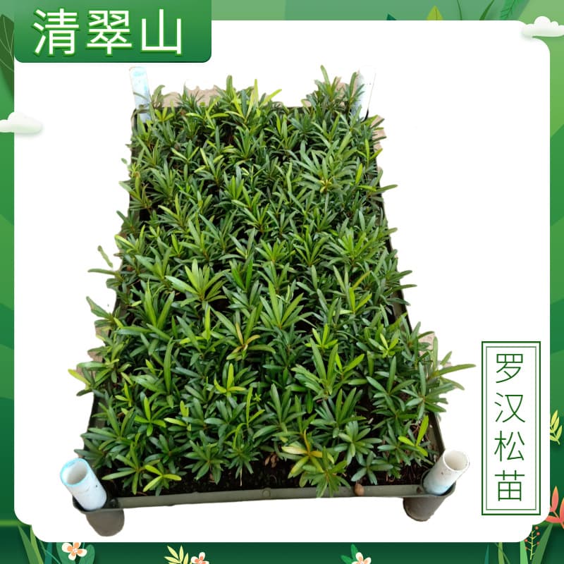 Podocarpus macrophyllus potted plant, evergreen, easy to care for, suitable for living room, hydroponically grown, suitable for soil cultivation, modern minimalist green plant bonsai seedling