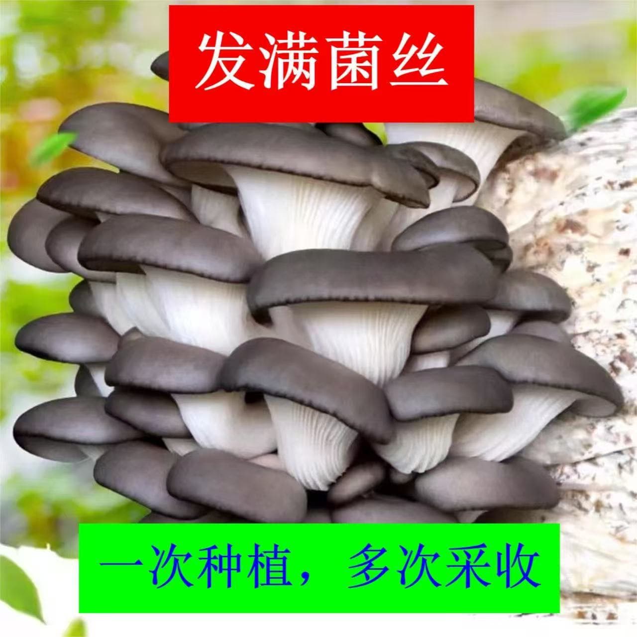Mushroom cultivation kit with money-back guarantee if no mushrooms grow; mushroom cultivation kit for home use; edible oyster mushroom spawn for children and schools.