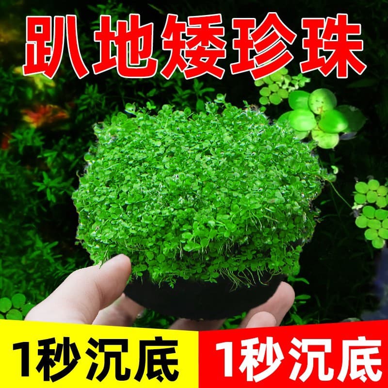 Aquatic plants, fish tank landscaping ornaments, Moss plants, crawling dwarf pearls lying on the ground, oxygenating high pearls, aquarium fresh water