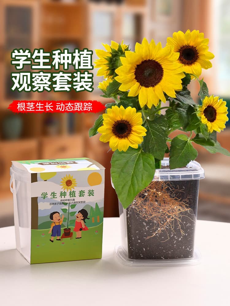 Kids Planting Mini Potted Sunflower Seeds, Four Seasons Impatiens Seeds, Elementary School Students Observe Plant Blooming Seeds