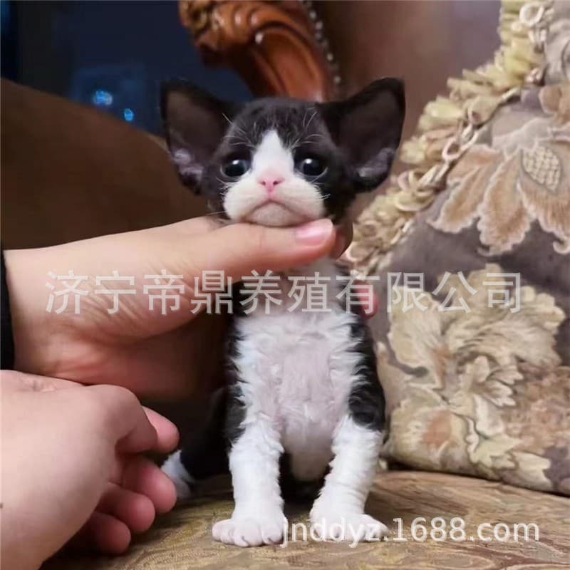 Purebred Devon Rex Cat, Black and White with Open Face, Odd Eyes, Non-shedding, Dual Pedigree Show Quality Tabby with Blue Eyes