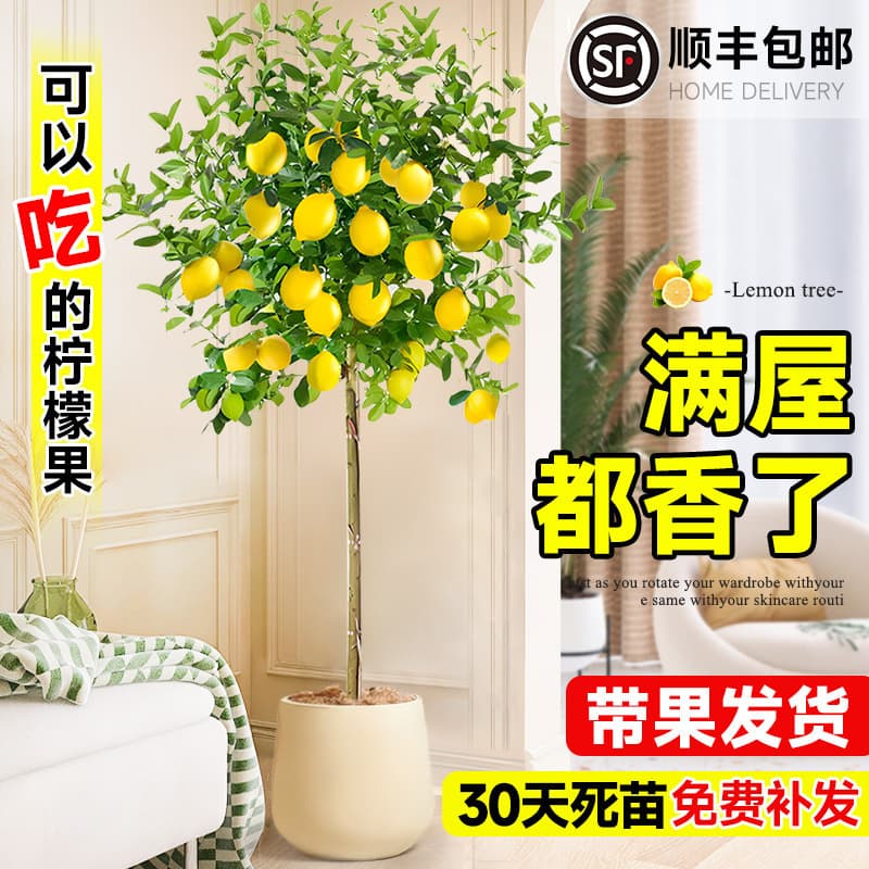 Perfume Lemon Tree Potted Edible Fruit Indoor Living Room Fruit Tree Green Plant Suitable for Planting in the North and South, Easy to Maintain in All Seasons