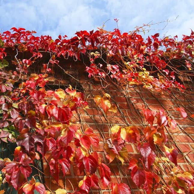 Wholesale Climbing Plant Parthenocissus quinquefolia Virginia Creeper Vine Cold-Resistant Drought-Resistant Wall Climbing Master