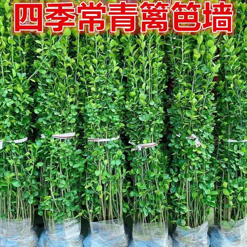 Fence hedge plant large-leaved Euonymus japonicus 'Cu zhang' holly seedling evergreen cold-tolerant garden hedge seedling
