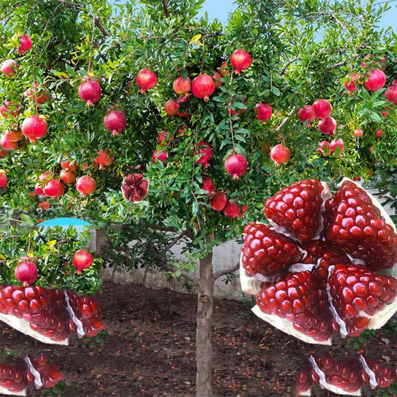 Large Pomegranate Tree Seedlings, Tunisian Soft-Seed Pomegranate Trees, Seedless, Suitable for Courtyard Planting in Both Northern and Southern Regions, Bearing Fruit in the Same Year
