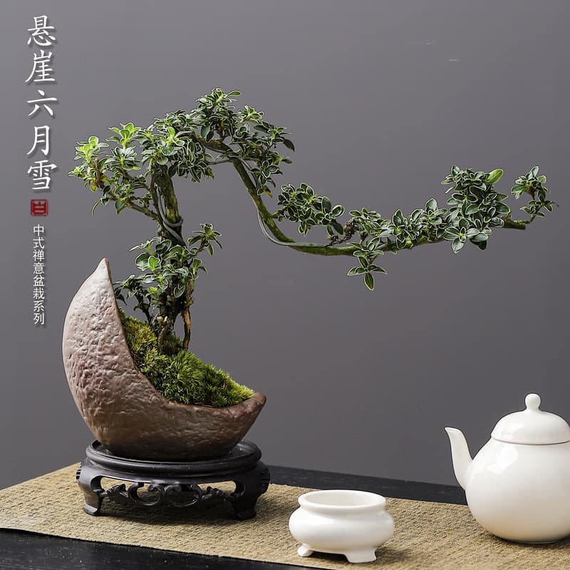 Root-exposed June Snow Cliff-style Small Potted Plant - Green plant for tea table or tea platform, suitable for living room and indoor bedroom placement, free shipping.