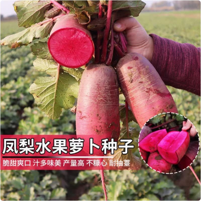 Pineapple radish seeds Shawo fruit seeds collection autumn and winter vegetable seeds red spicy radish rapeseed farmers