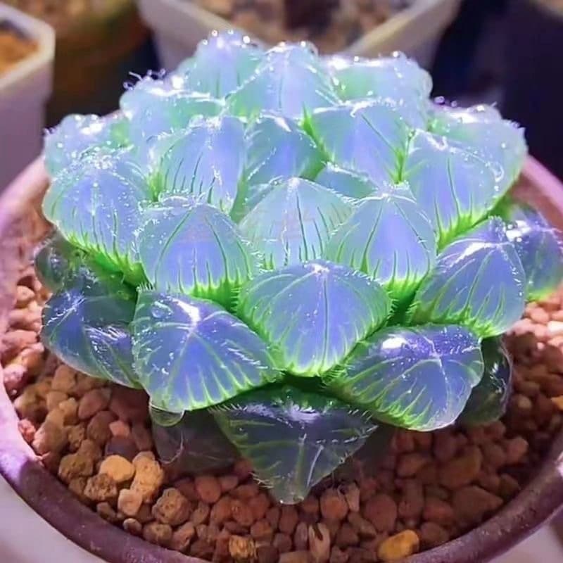 Premium Rare Haworthia Cooperi 'Blue Mirror' Succulent Plant, Office Desktop Decorative Air-Purifying Potted Flower