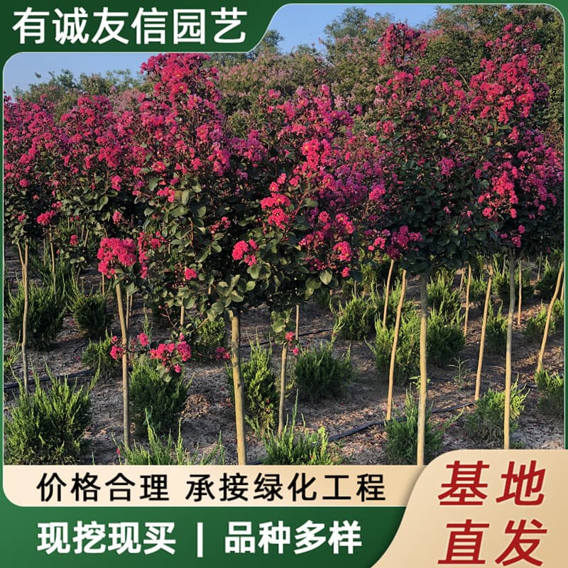 Wholesale Green Crape Myrtle Seedlings, Red Crape Myrtle Seedlings, Hundred-Day Red Seedlings, Red Rocket Crape Myrtle, American Crape Myrtle