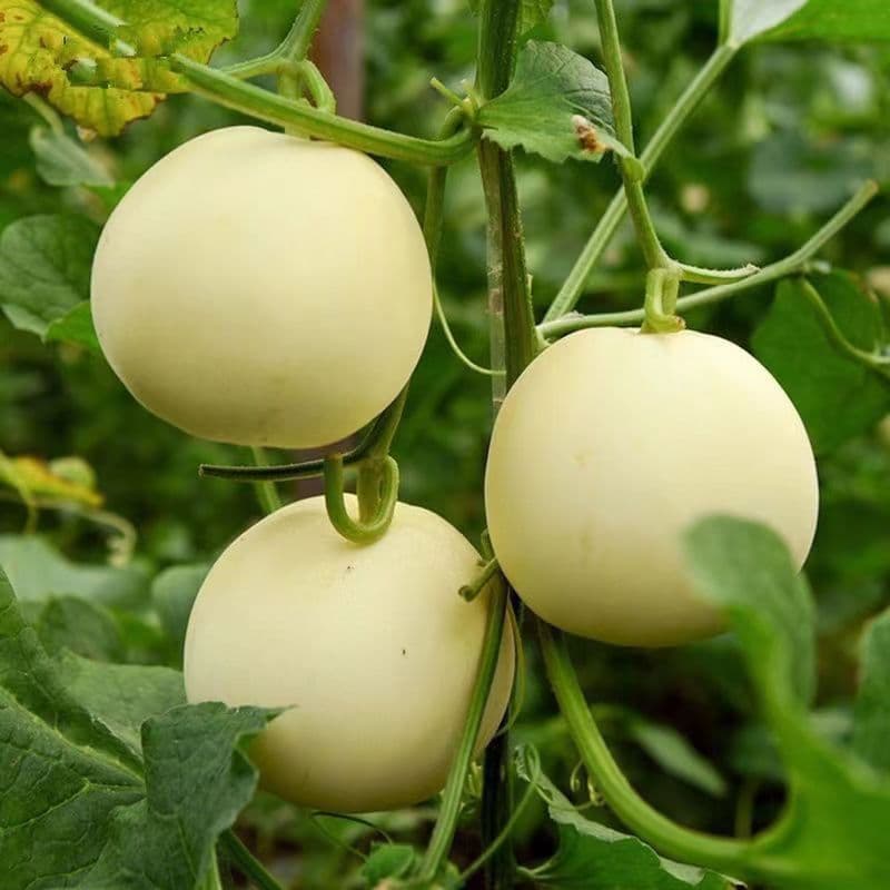 Super Sweet White Sand Honey Melon Seeds for Spring and Autumn, High-Yield Thin-Skinned Large White Melon Seeds, Four-Season Fruit Seeds