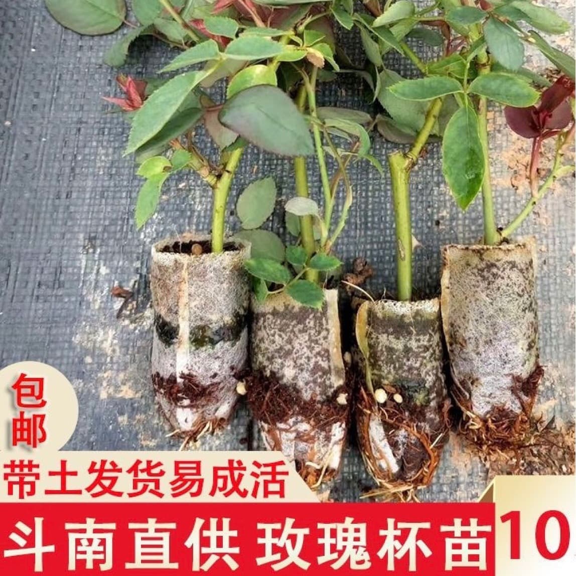 Kunming, Yunnan Four Seasons Fresh Cut Rose Seedlings, Rose Seedlings, Bagged Seedlings, Cup Seedlings, Direct from Base with Soil