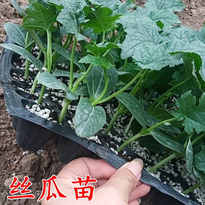 High-yield spring vegetable luffa seedlings with soil, ridged luffa seeds, climbing vine vegetable seedlings