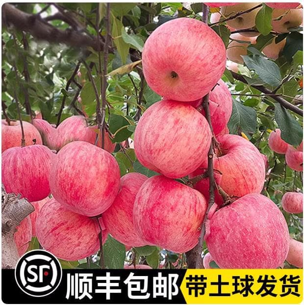 Red Fuji Apple Tree Seedling Potted Grafted Plant for Courtyard South North Dwarf Cold-Resistant Fruit Tree Four-Season Planting