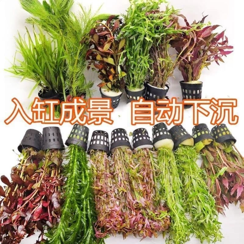 Aquarium Low-Maintenance Aquatic Plant Bundle for Freshwater Tanks with Stem Plants, Driftwood, Mid-Background Scaping