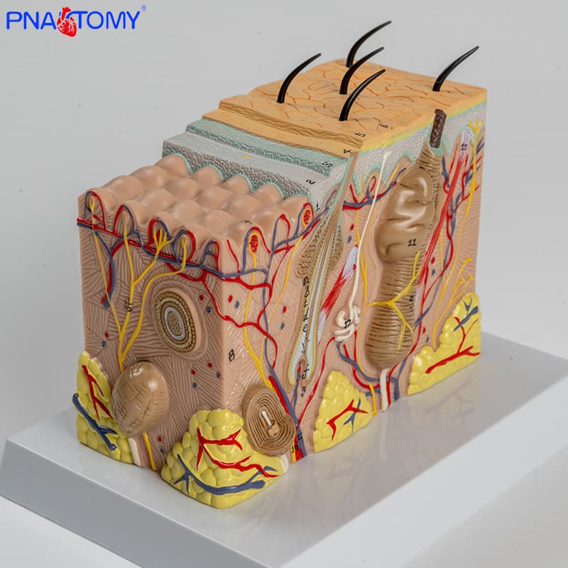 Medical Magnified Human Skin Tissue Structure Anatomy Model, Minimally Invasive Skin Teaching Mold, Beauty Display Teaching Aid