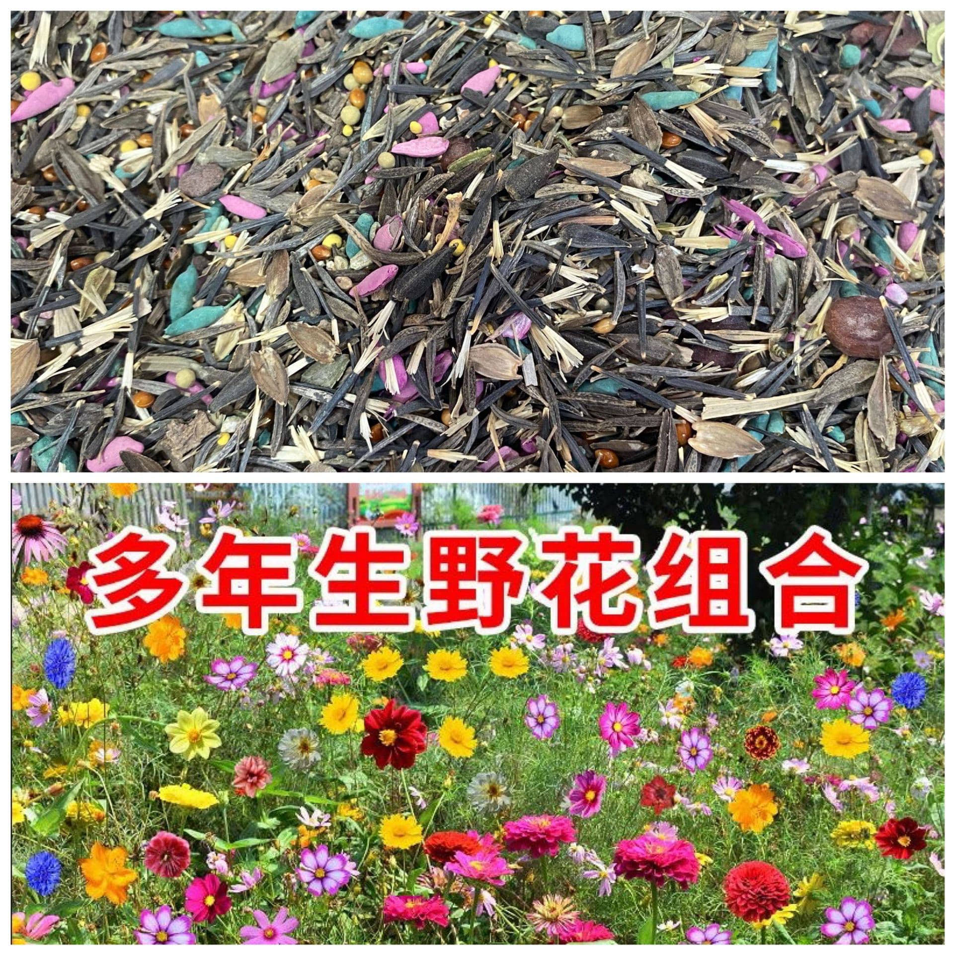 No. 1 Wildflower Combination Seeds Flower Seeds Bloom in All Year Round, Cold-Resistant and Drought-Resistant, Colorful and Easy-To-Live Courtyard Outdoor