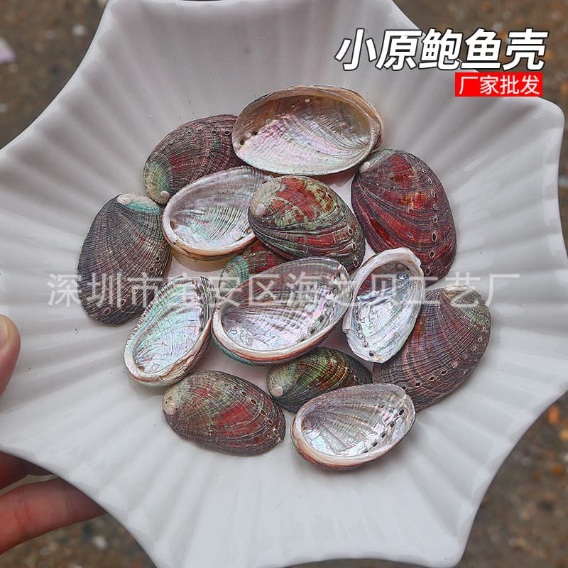 Natural conch shells, abalone shells, fish tanks, aquarium landscaping decorations, creative home display window photography props (free shipping)