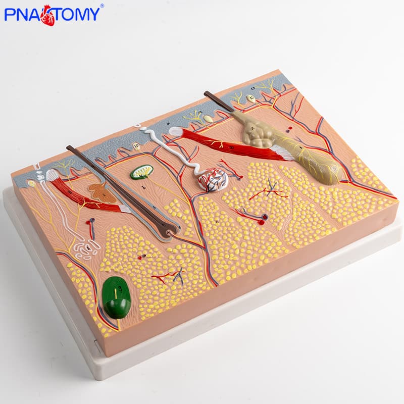 Plane skin tissue structure enlarged model layer human body structure layered anatomy mold beauty plastic surgery hair