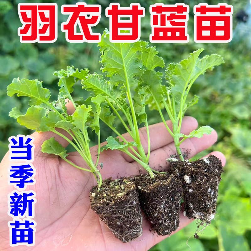 Edible green kale seedlings, green, purple, and pink kale seedlings and seeds, year-round vegetables, large seedlings