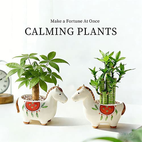 New Lucky Horse Pony Miniature Money Tree Potted Plant - Auspicious Office Desktop Green Plant for the Year of the Horse
