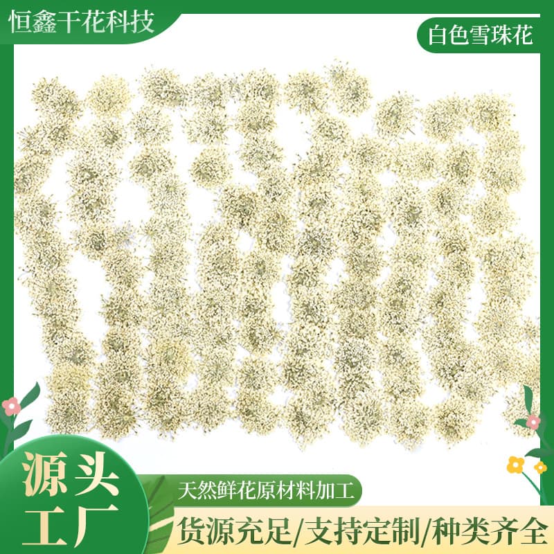 White Lace Snow Pearl Flower Dried Flower Pressed Flower DIY Resin Phone Case Photo Frame Dried Flower Natural Plant Teaching Specimen