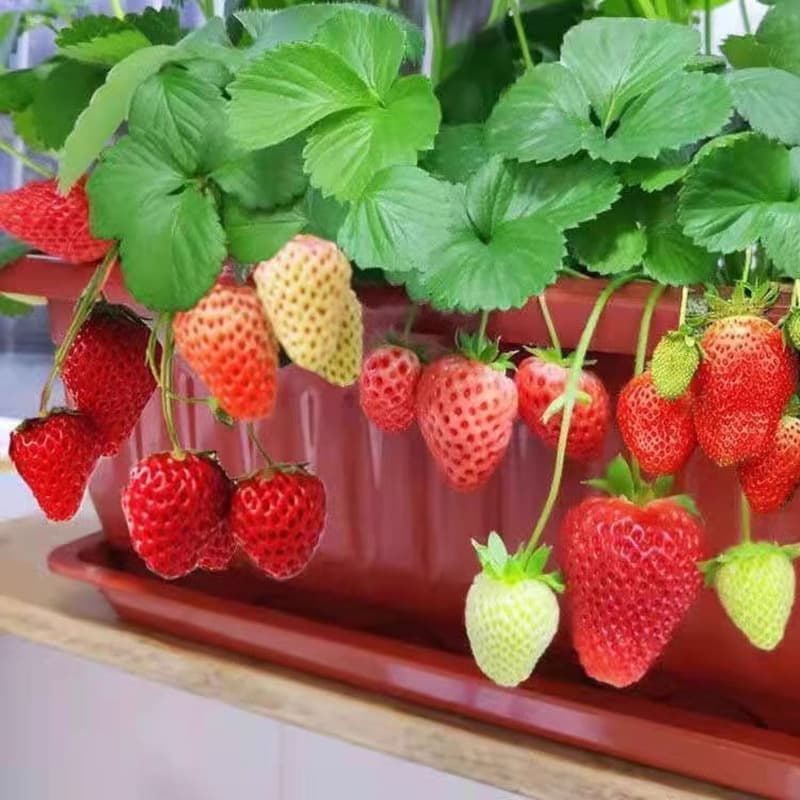 Strawberry seedlings, four-season cream strawberries with soil and leaves, potted or ground planting for northern and southern regions, balcony cultivation, fruit-bearing in the same year
