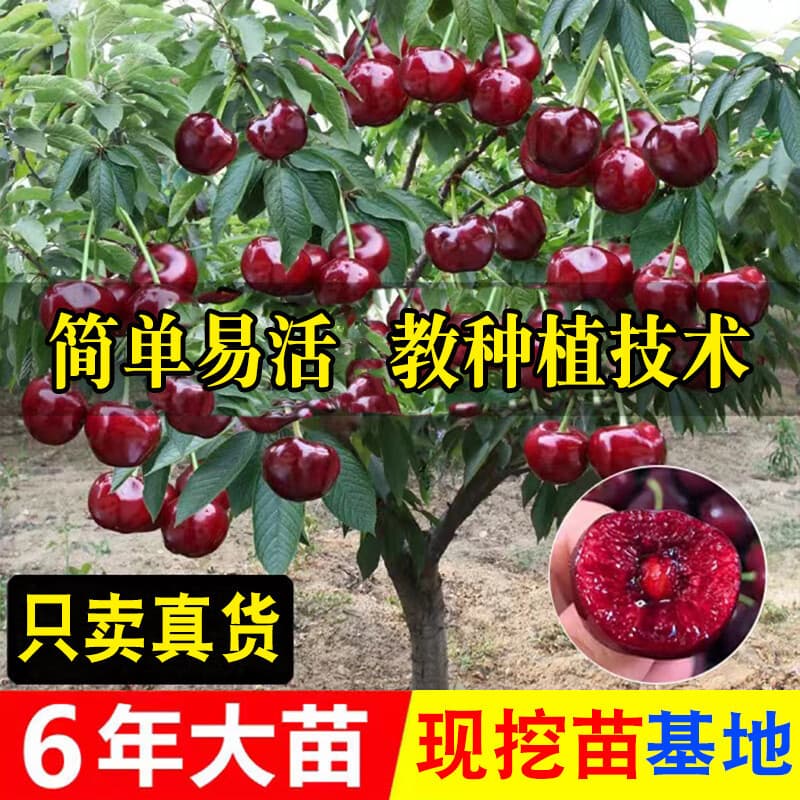 Cherry Tree Seedling Cherry Tree Pi South North Planting Potted Garden Fruit Tree Dwarf Cherry Tree Large Cherry Seedling