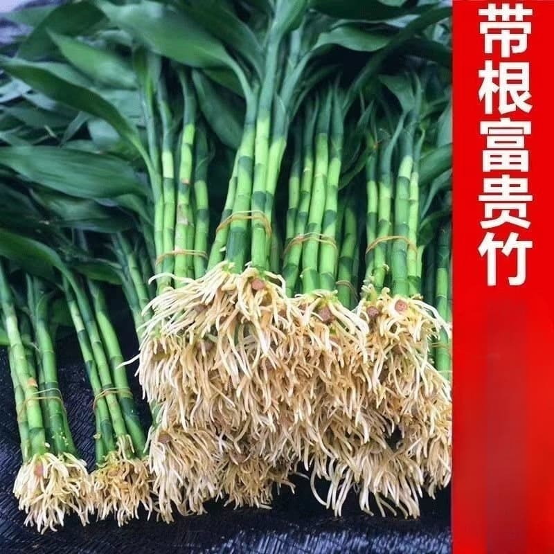 Lucky Bamboo with Roots for Water Cultivation, Living Room Hydroponic or Soil-Grown Thick Bamboo, Green Plant for Air Purification, Easy to Care, Wholesale