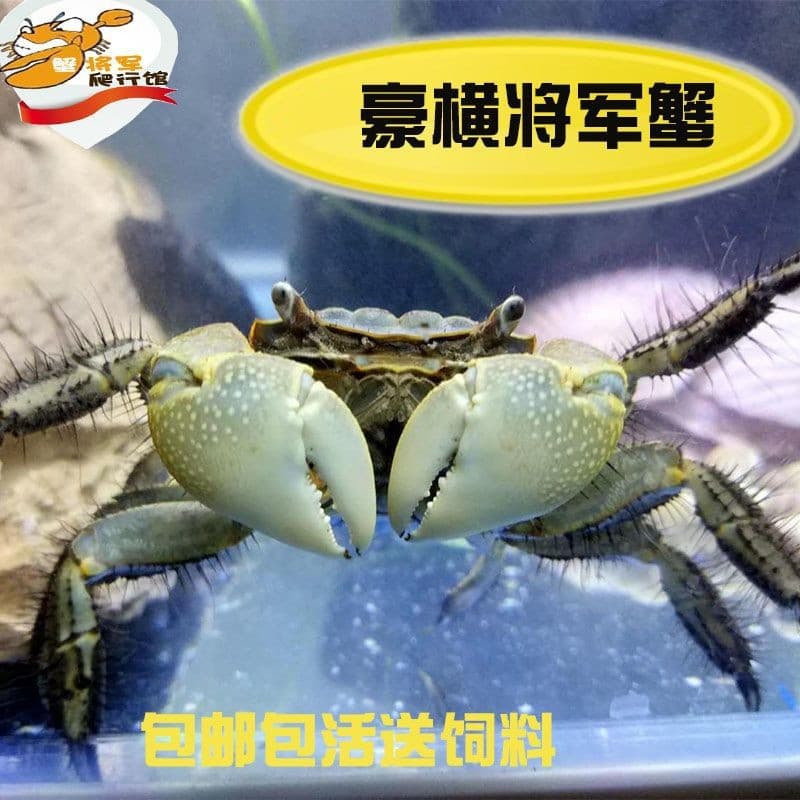 Lover crab, guardian crab, chili crab, general crab, ornamental crab, large size, cleaning and algae removal, freshwater crab, ornamental pet, desktop.