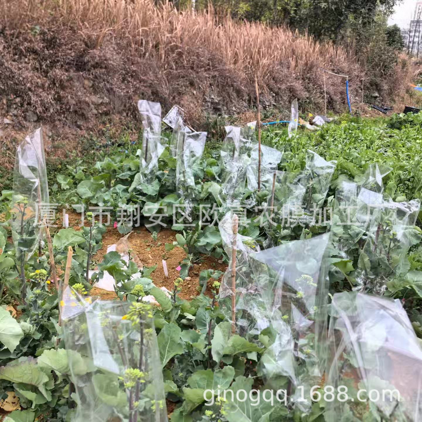 Rapeseed Flower Pollination Bag - Self-Pollination Bag with Transparent Microporous Breathable Design for Anti-Cross-Pollination Experiments