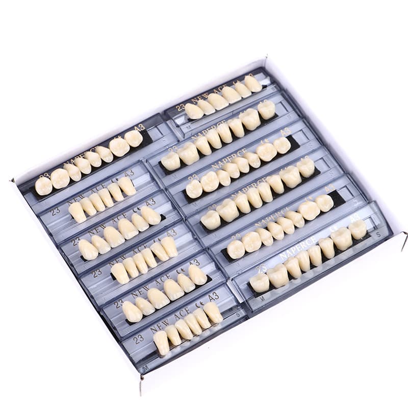 Resin Teeth Full Set Dental Oral Teaching Model Fake Teeth Student Practice Plastic Teeth Model