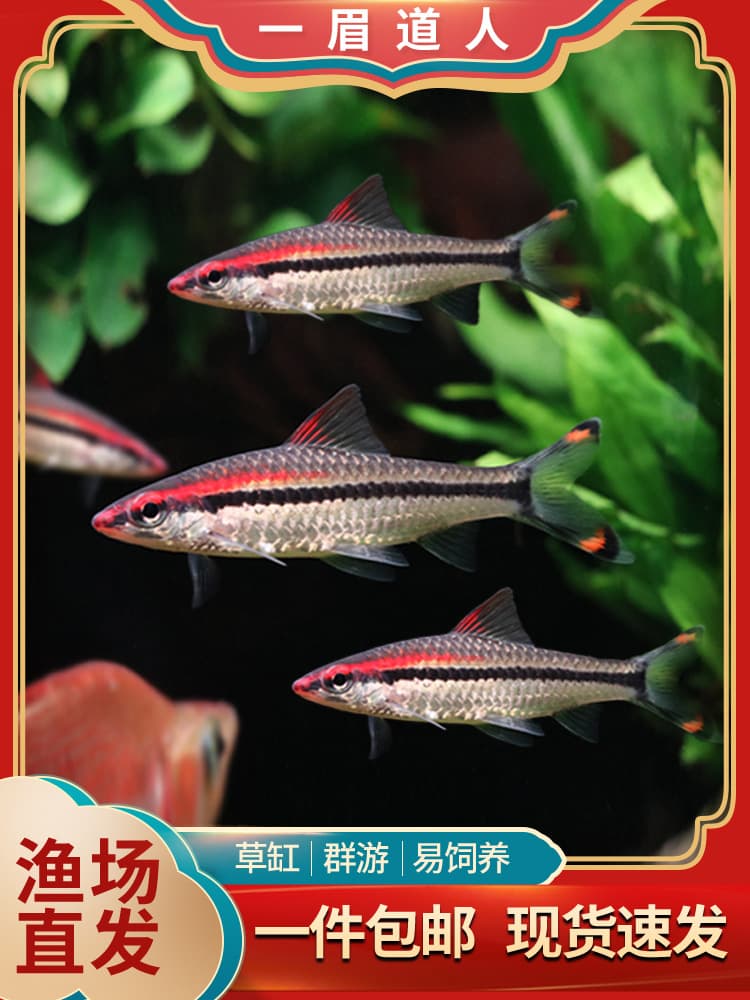 Red-browed Taoist mermaid lantern fish small grass tank ornamental fish tropical freshwater pet fish live Congolese mermaid
