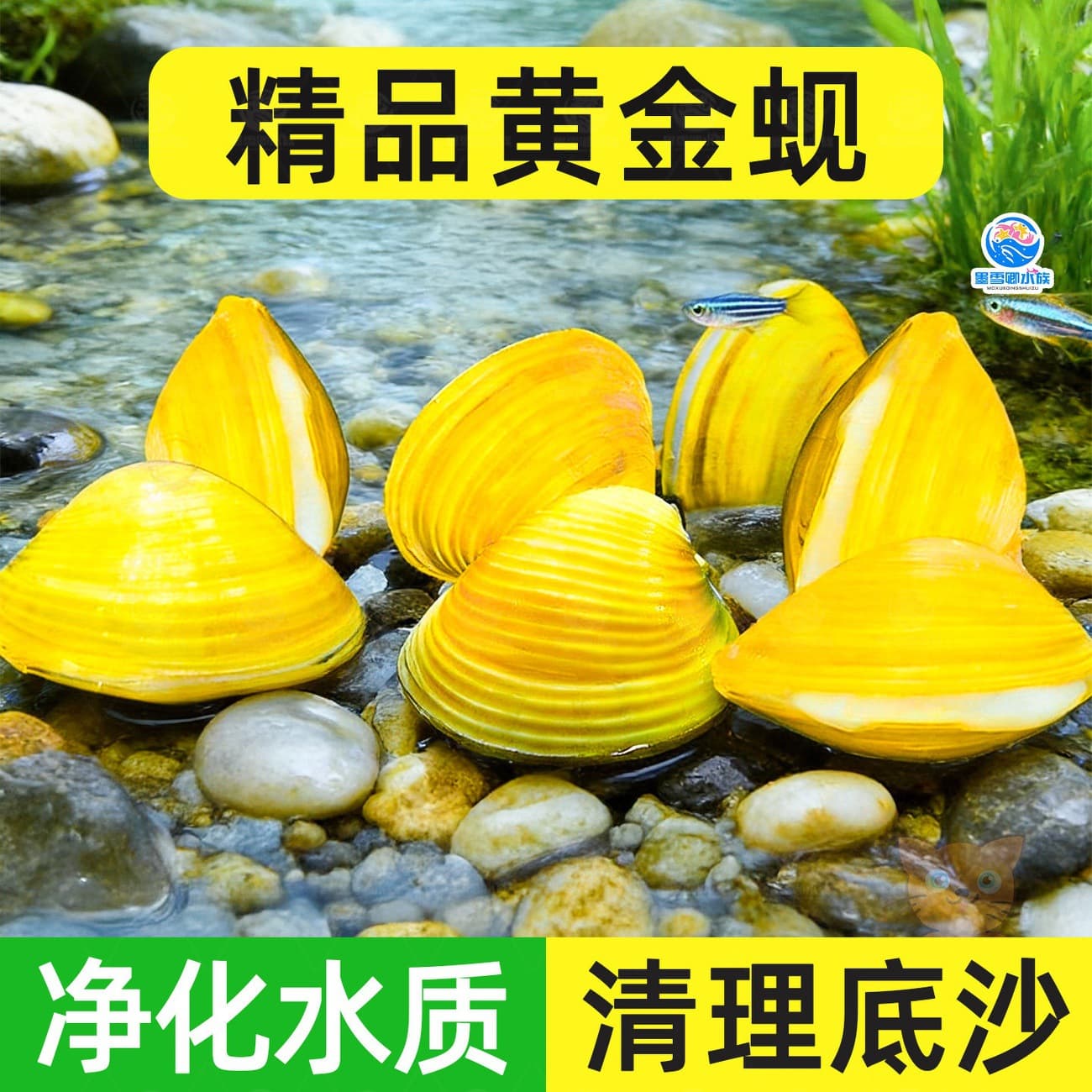 Golden Clam Live Freshwater Cold Water Cleaner Algae-Eating Tool Fish Ornamental River Mussel Small Fish Fry Ornamental Fish