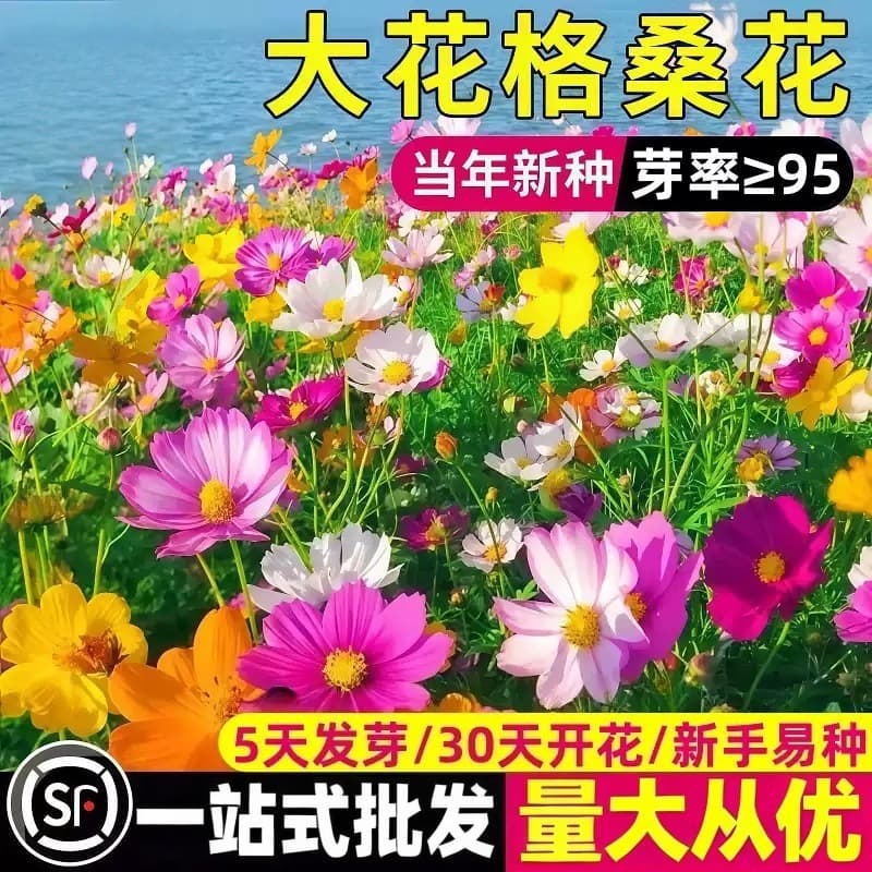 Four Seasons Flower Seeds: Cosmos, Wildflower Mix, Coreopsis, Zinnia, February Orchid, Sunflower Seeds