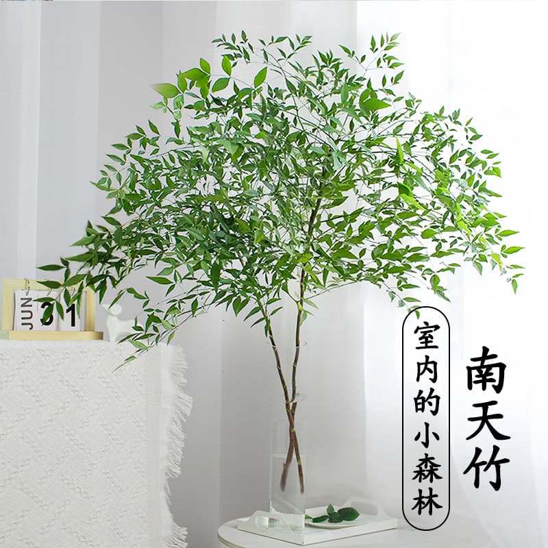 Nandina Hydroponic Greenery Flame Red Water Cultivation Potted Indoor Flowers Fresh Cut Branches Hanging Bell Pieris Japonica Alternative Plant