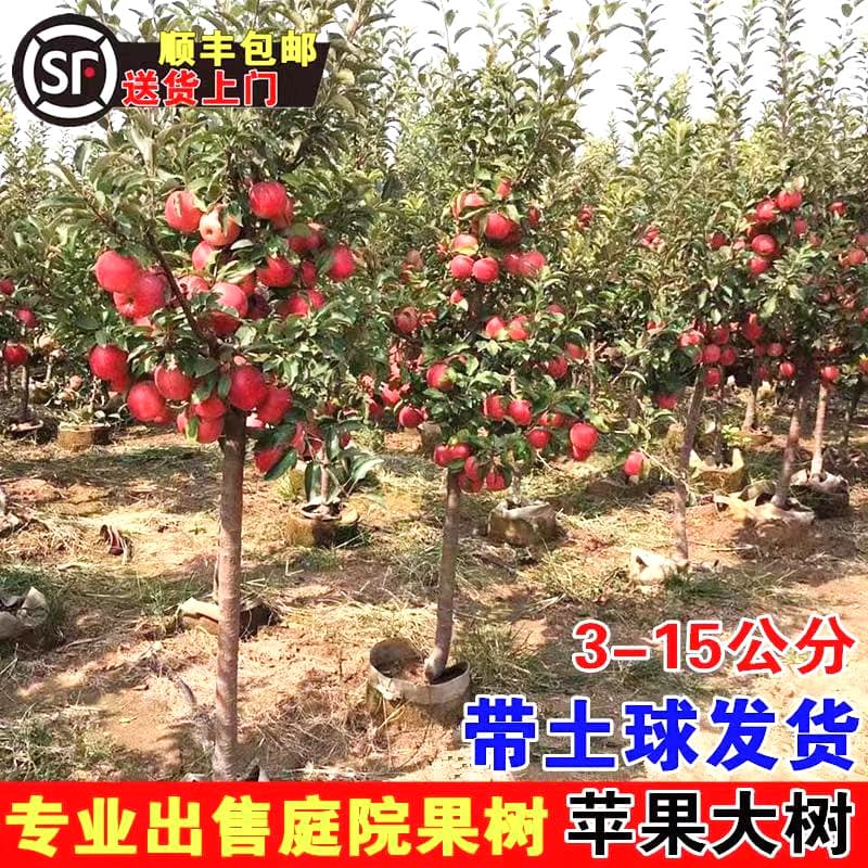 Apple Tree Seedlings Extra Large Grafted Red Fuji Courtyard Outdoor Fruit Tree Suitable for North and South Planting with Soil